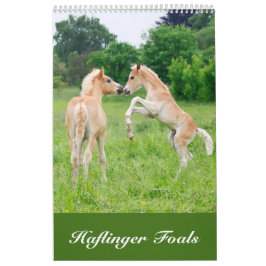 Haflinger fohlt 2017 kalender