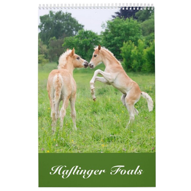 Haflinger fohlt 2017 kalender (Titelbild)