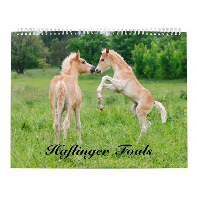 Haflinger fohlt die große Größe 2017 Kalender (Titelbild)