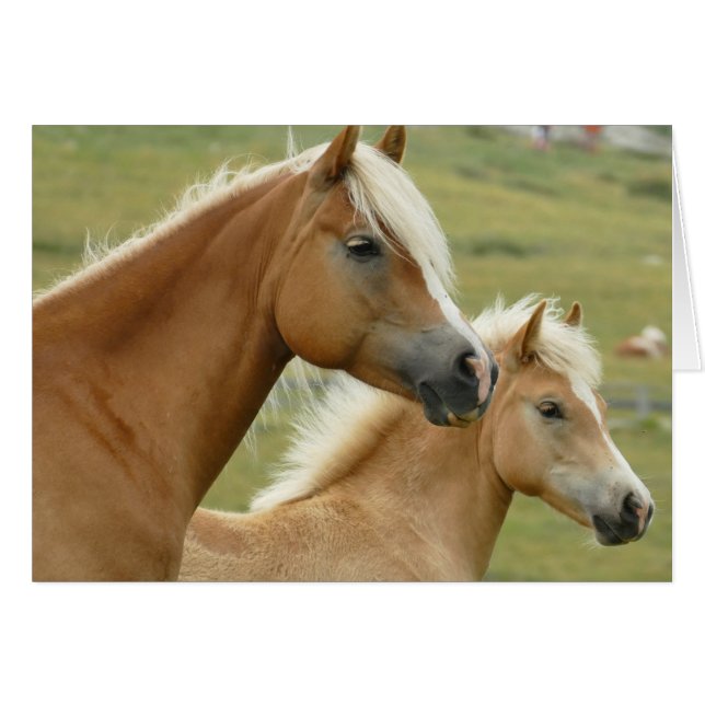 Haflinger horse et foal (Devant horizontal)