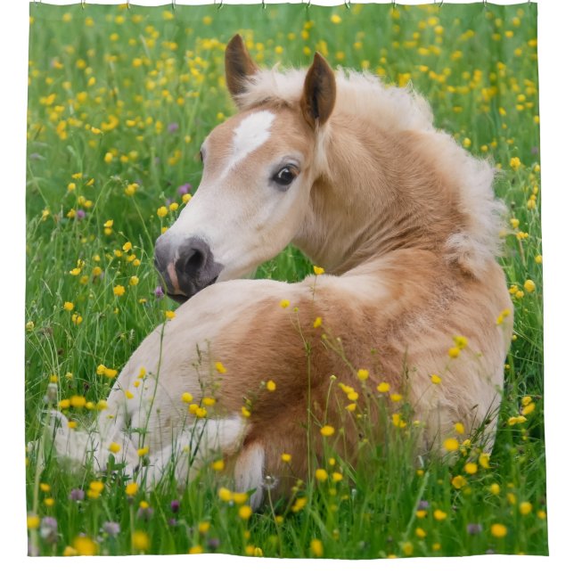Haflinger Horse Niedlich Foal Resting Blumenbett - Duschvorhang (Vorderseite)