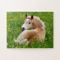 Haflinger Horse Niedlich Fohlen Erholung Blumenspi