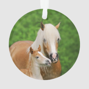 Haflinger Horses Joli Fosse Kiss maman Photo -
