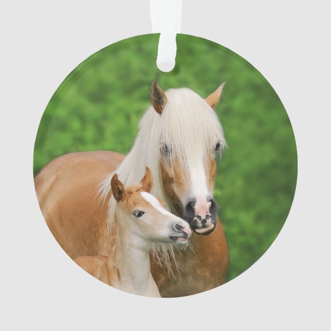 Haflinger Horses Joli Fosse Kiss maman Photo - (dos)