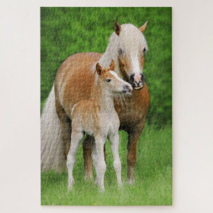 Haflinger Horses Niedlich Foal Kiss Mum Foto - Spi