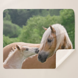 Haflinger niedliche Pferde Fohlen und Sherpadecke