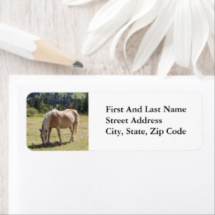 Haflinger Palomino Pony im Foto der Sommerweiden
