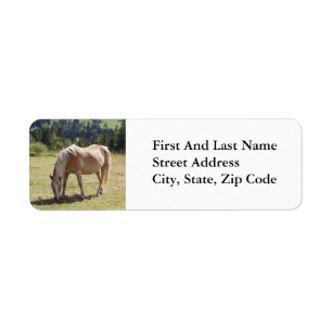 Haflinger Palomino Pony im Foto der Sommerweiden