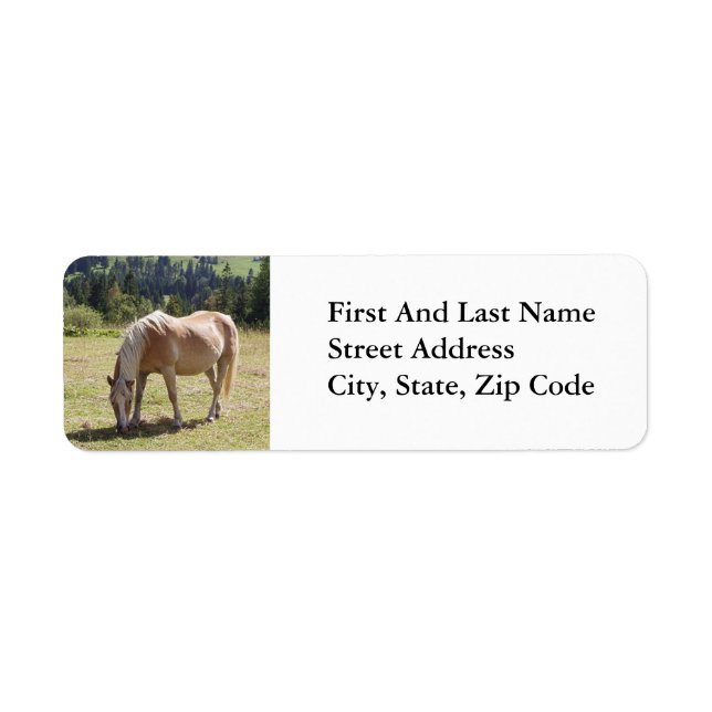Haflinger Palomino Pony im Foto der Sommerweiden (Vorne)