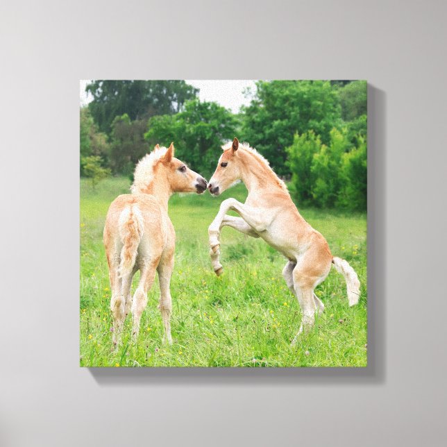 Haflinger pfercht niedliche Fohlen Leinwanddruck (Vorderseite)