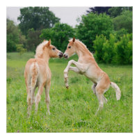 Haflinger pfercht niedliche Fohlen