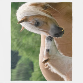 Haflinger Pferde fohlen und die streichelnde Fleecedecke