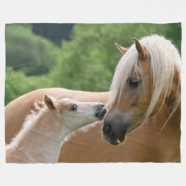 Haflinger Pferde fohlen und die streichelnde Fleecedecke