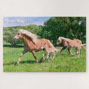 Haflinger Pferde mit Niedlichen Foals Run Funny Fo