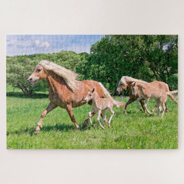 Haflinger Pferde mit Niedlichen Foals Run Funny Fo (Horizontal)