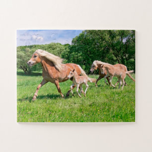 Haflinger Pferde mit Niedlichen Foals Run Funny Fo