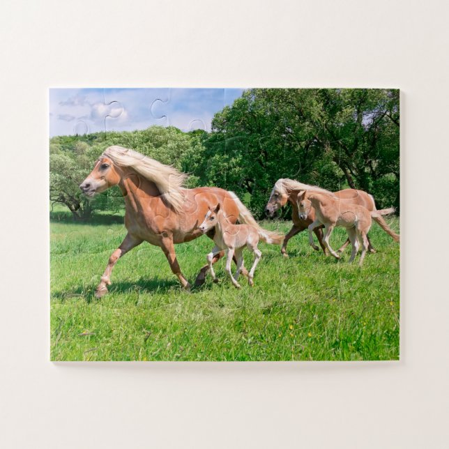 Haflinger Pferde mit Niedlichen Foals Run Funny Fo (Horizontal)