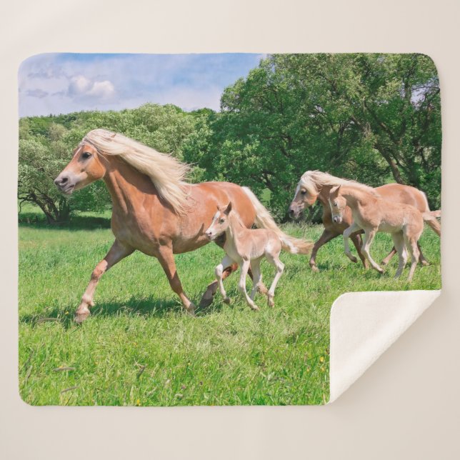 Haflinger Pferde mit Niedlichen Foals Run Funny Fo Sherpadecke (Vorderseite (Horizontal))