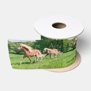 Haflinger Pferde mit niedlichen Fohlen lassen Satinband