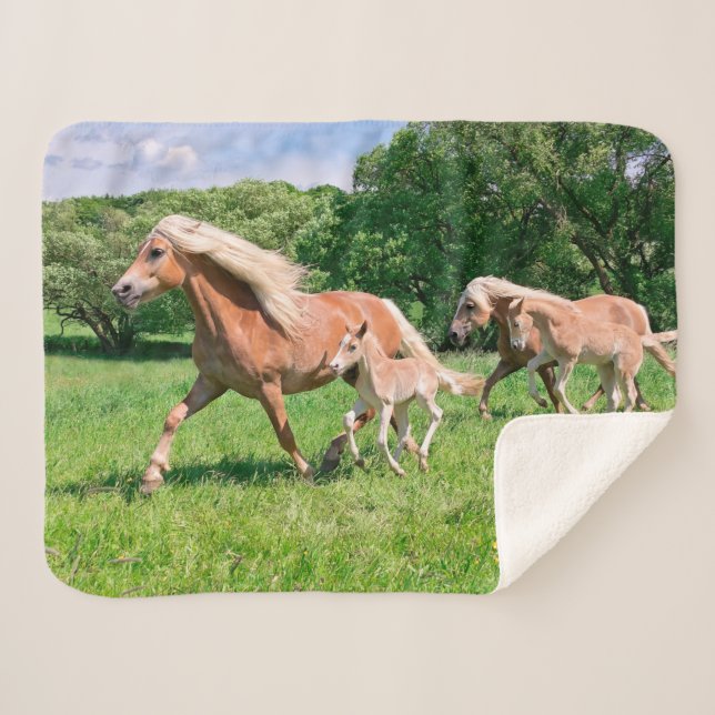 Haflinger Pferde mit niedlichen Fohlen lassen Sherpadecke (Vorderseite (Horizontal))