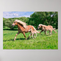 Haflinger Pferde mit Niedlichen Fohlen Lauf Funny