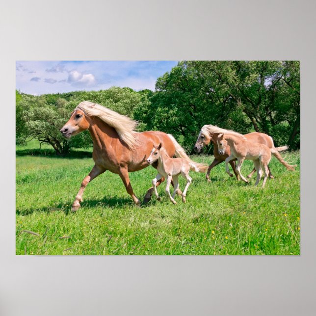Haflinger Pferde mit Niedlichen Fohlen Lauf Funny  Poster (Vorne)