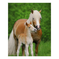 Haflinger Pferde Niedlich Foal Kiss Mum Fotografie