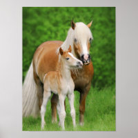 Haflinger Pferde Niedlich Forelle Kiss Mum Animal