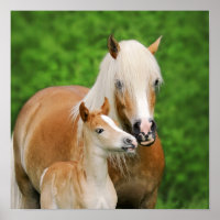 Haflinger Pferde Niedlich Fossil Kiss Mum Foto Squ