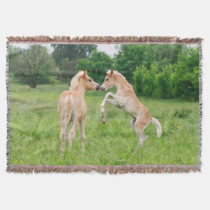 Haflinger Pferde niedliche Fohlen-Aufzucht - Decke
