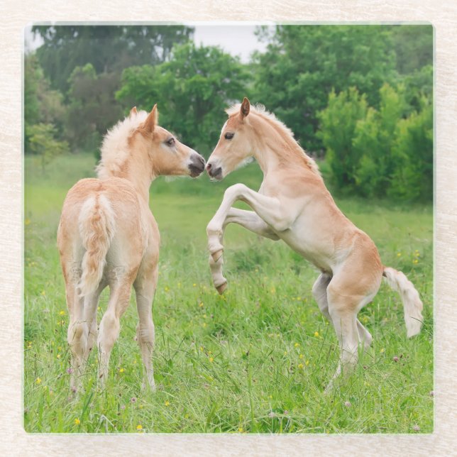 Haflinger pferde niedliche Fohlen - Aufzucht und S Glasuntersetzer (Vorderseite)
