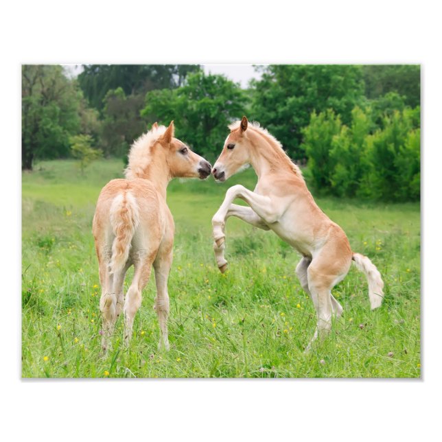 Haflinger Pferde Niedliche Fohlen Aufzuchten - Pap Fotodruck (Vorne)