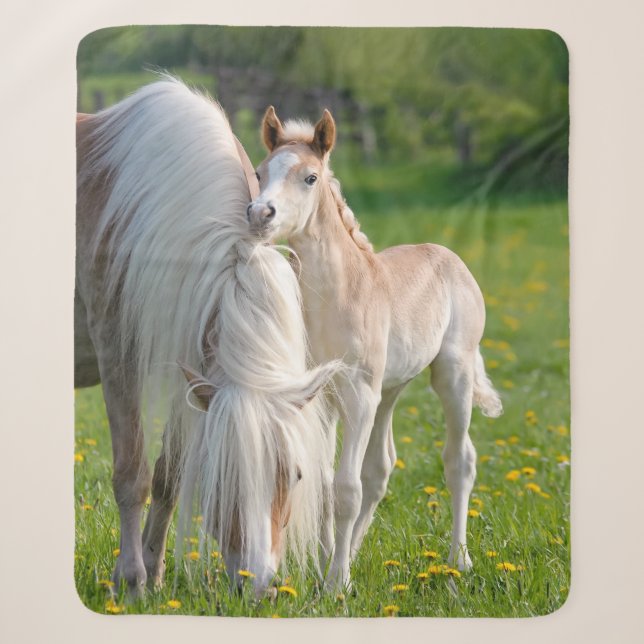 Haflinger Pferde Niedlichen Baby Foal mit Mama Fot Sherpadecke (Vorderseite)
