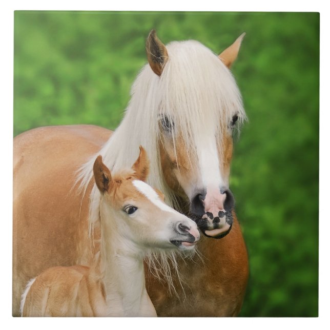 Haflinger Pferde Niedlicher Kinderfohlen Kiss Mum  Fliese (Vorderseite)