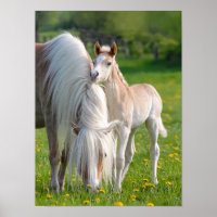 Haflinger Pferde Niedliches Baby Fohlen mit Mama-F
