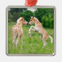 Haflinger Pferdeniedliche Fohlenerrichtung