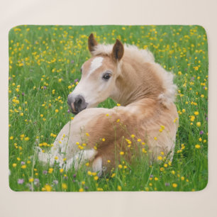 Haflinger Pferdeniedliches Fohlen, das in einem Sherpadecke