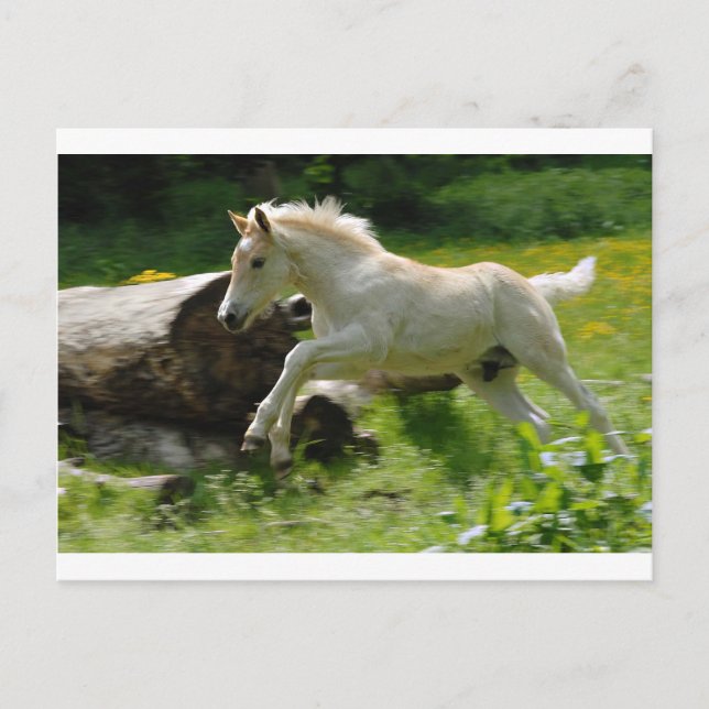 Haflinger Pony Postkarte (Vorderseite)