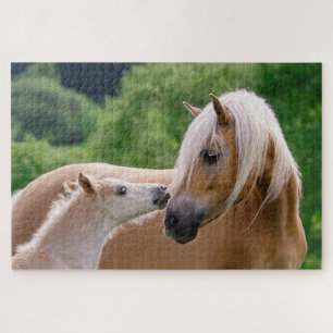 Haflinger-Stute und Fohlen-Cuddling