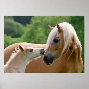Haflinger Stute und Fohlen, die streicheln Poster