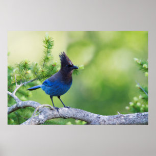 Häher mit blauer Federkrone Poster