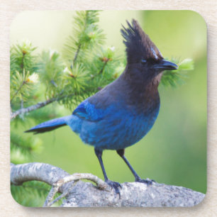 Häher mit blauer Haube Getränkeuntersetzer
