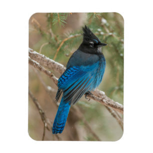 Häher von Steller im Baum Magnet