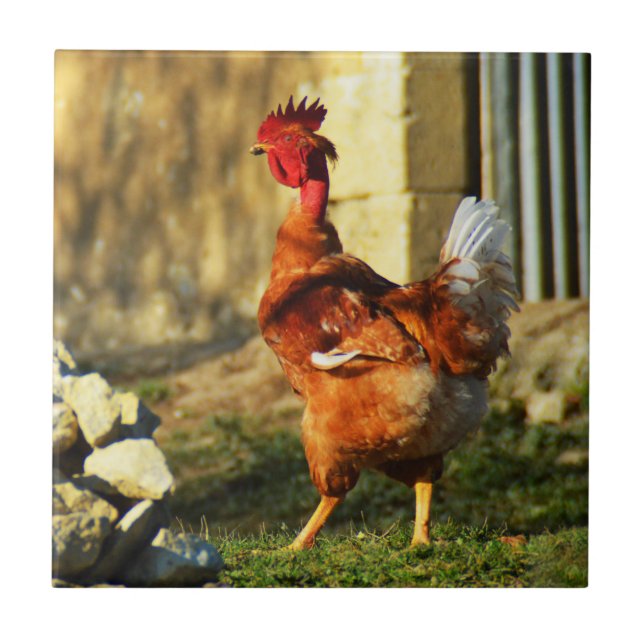 Hahn Fliese (Vorderseite)