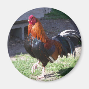 Hahn Magnet