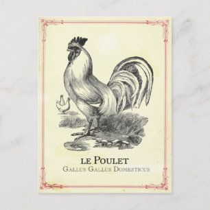 Hähnchen Chicken Postkarte