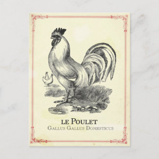 Hähnchen Chicken Postkarte