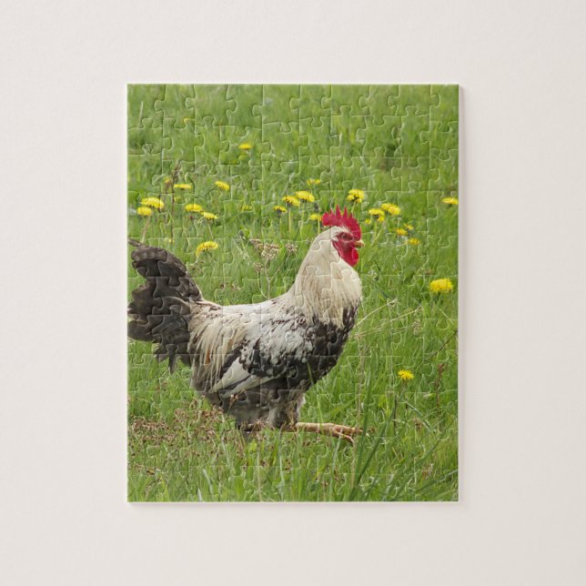 Hähnchen, Hähnchen, Tiere, Vögel, landwirtschaftli (Vertikal)