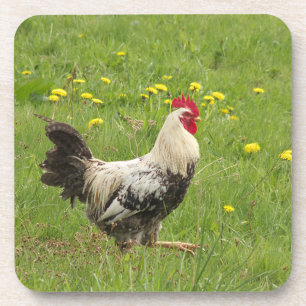 Hähnchen, Hähnchen, Tiere, Vögel, landwirtschaftli Getränkeuntersetzer