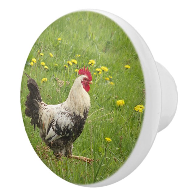 Hähnchen, Hähnchen, Tiere, Vögel, landwirtschaftli Keramikknauf (Rechts)